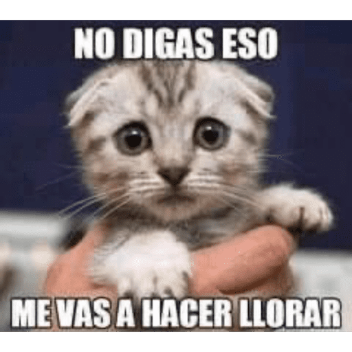 Gatito u.U 25