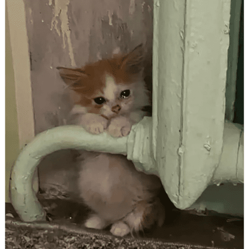 Gatito u.U 27