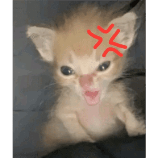 Gatito u.U 12