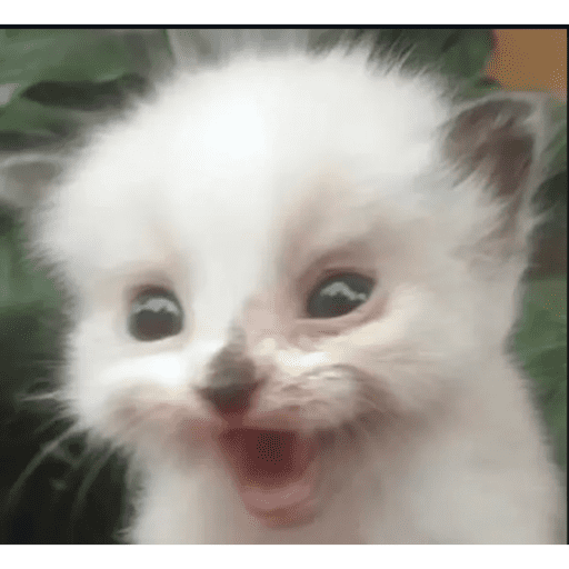 Gatito u.U 1