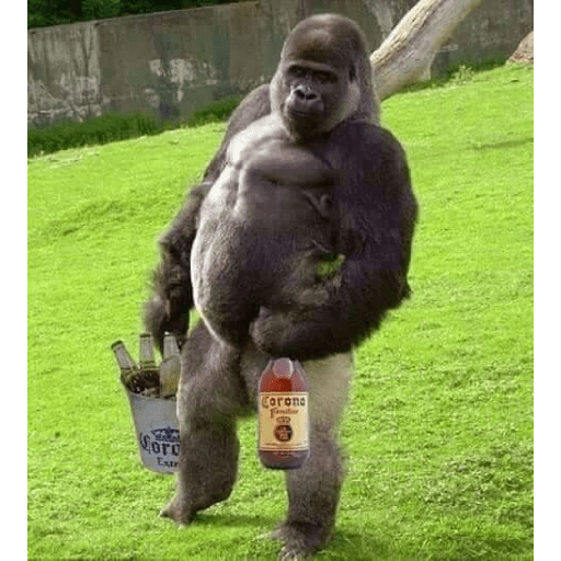 Macacos 1