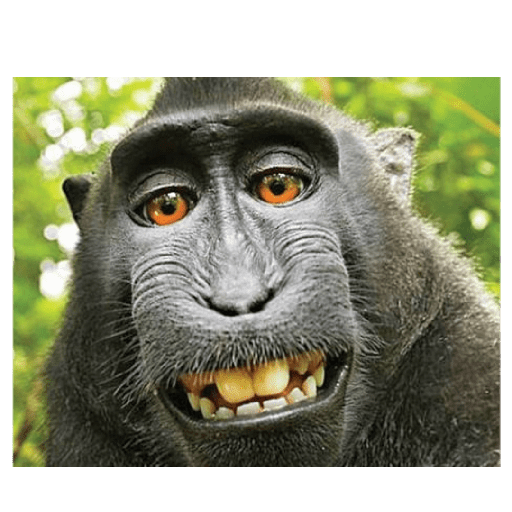 Macacos 2