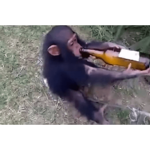 Macacos 3