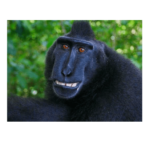 Macacos 4