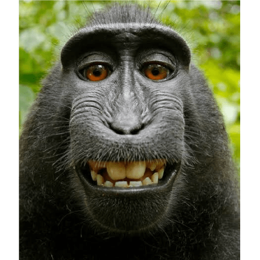 Macacos 5