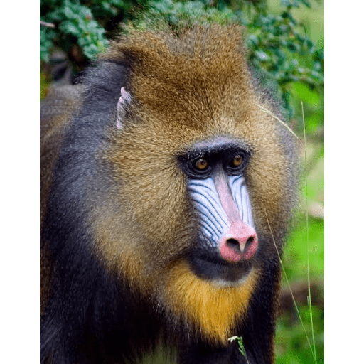 Macacos 6