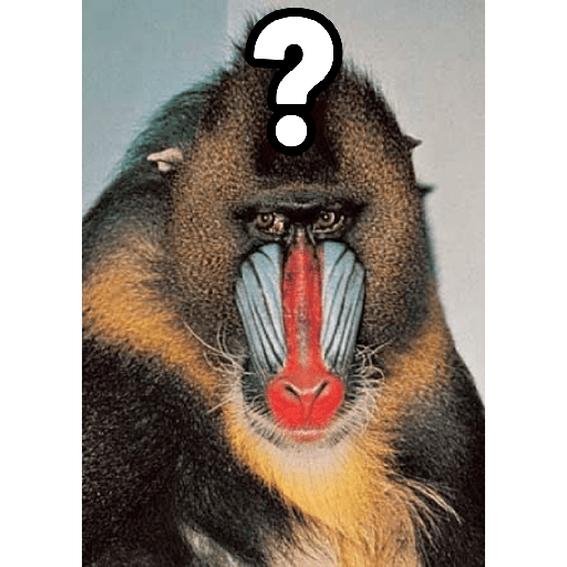 Macacos 7