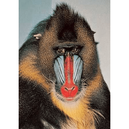 Macacos 8