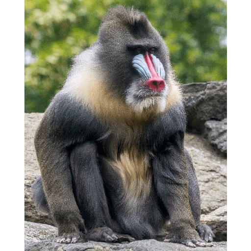 Macacos 10