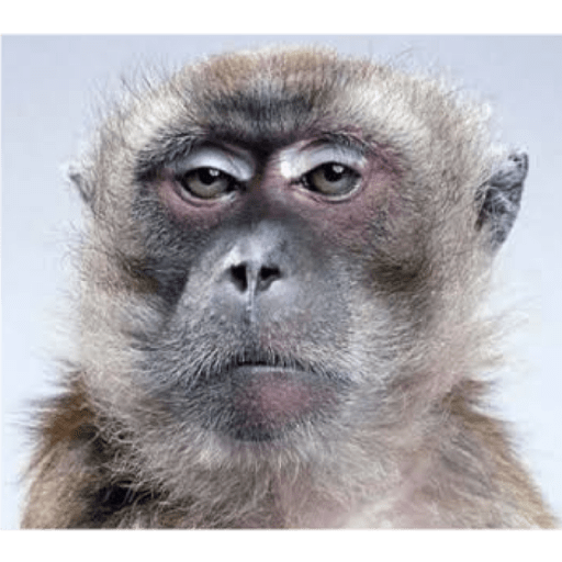 Macacos 17