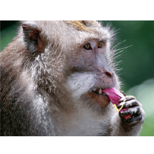 Macacos 19