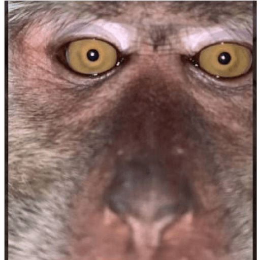 Macacos 20
