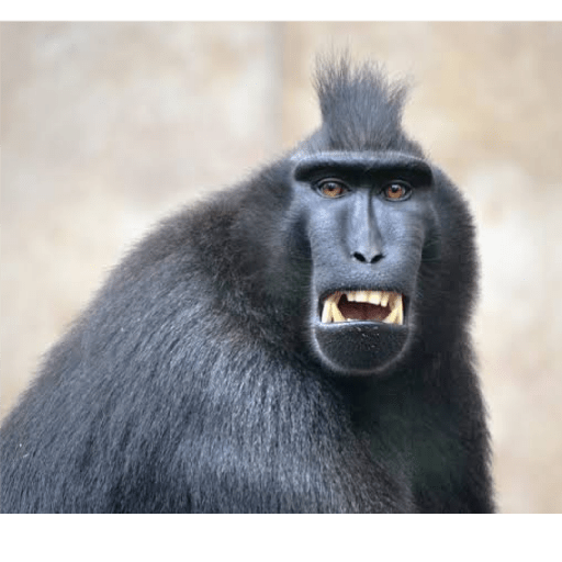 Macacos 21