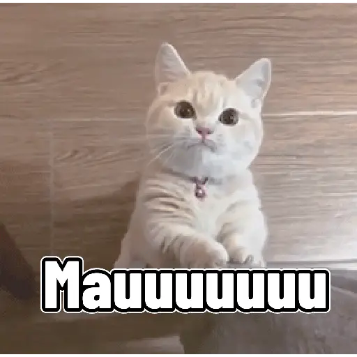 Kucing lucuk gif
