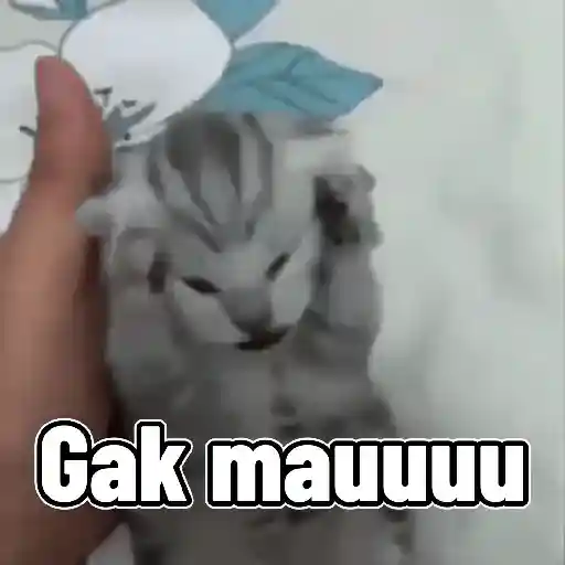 Kucing lucu banget