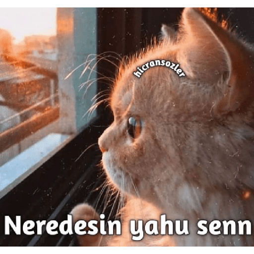 Aşk 16