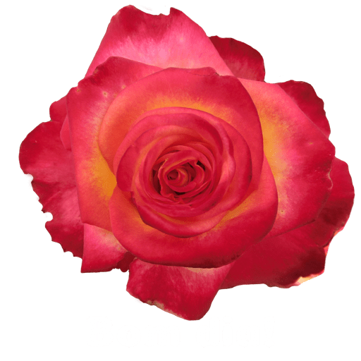 Texto 16