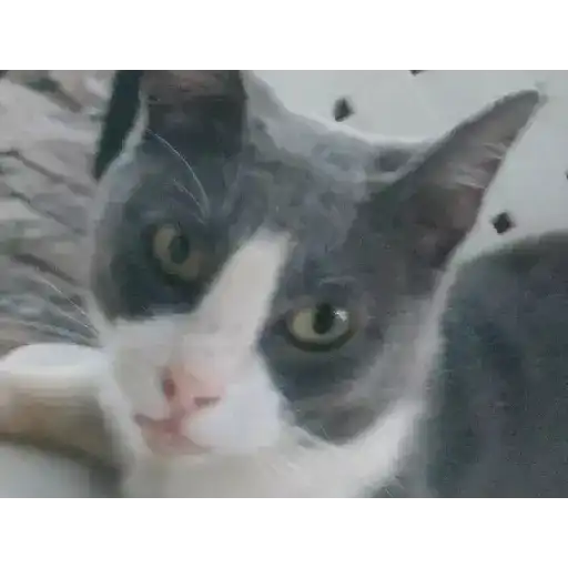 Gato bailando 9
