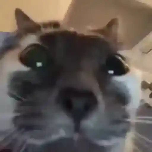 Gato bailando 3