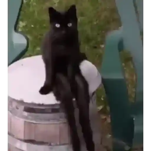 Gato bailando 6