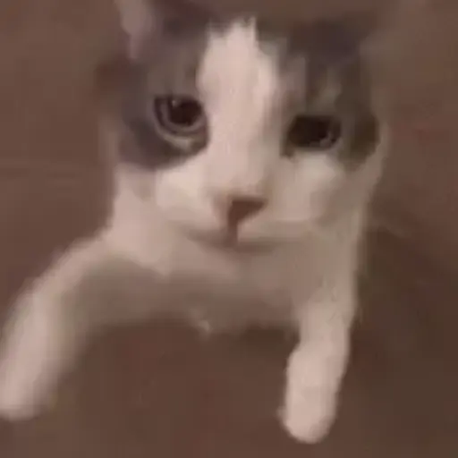 Gato bailando 8