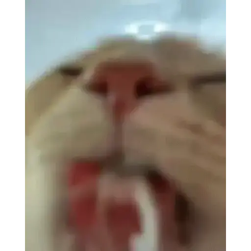 Gato bailando 7
