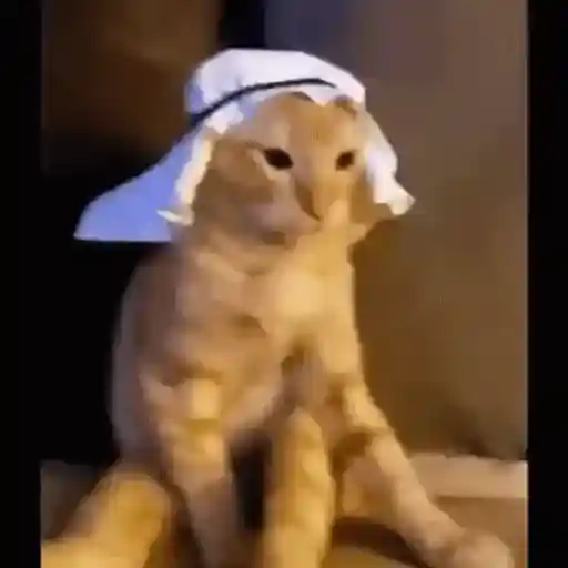Gato bailando 4