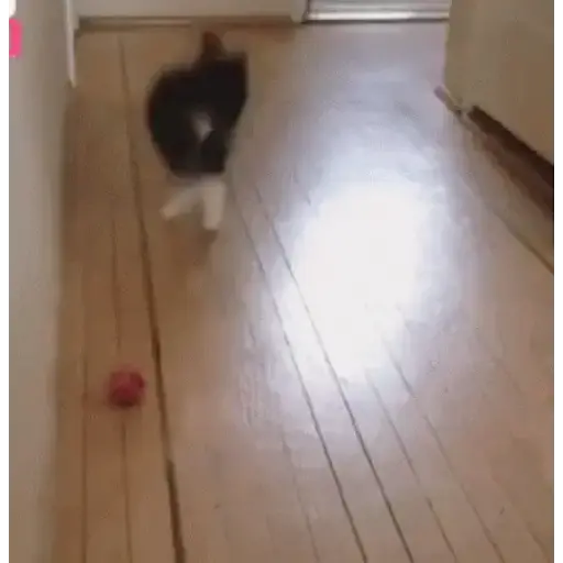 Gato bailando 5