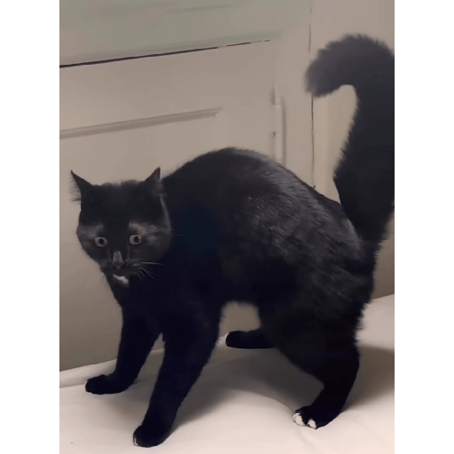 Copa 3