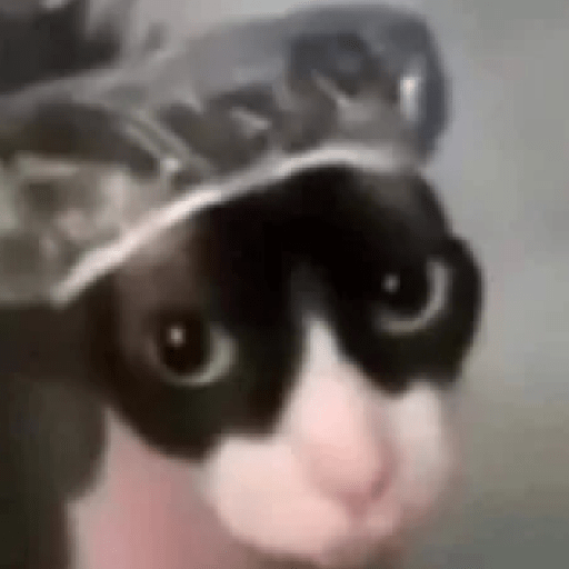Tiktok memes 14