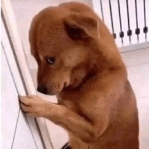 Tiktok memes 20