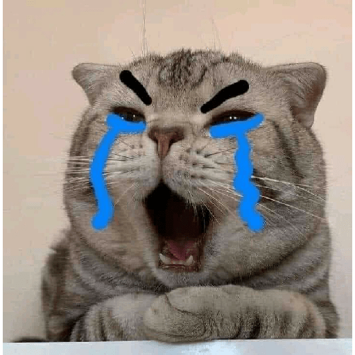Gatos 😸 20