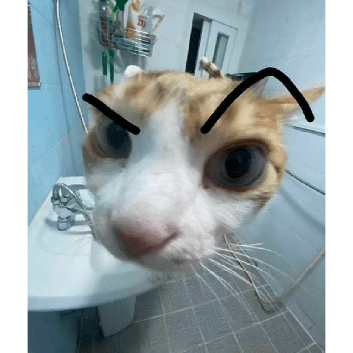 Gatos 😸 11