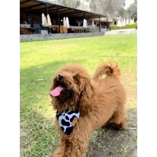 Fochi PoodleToy