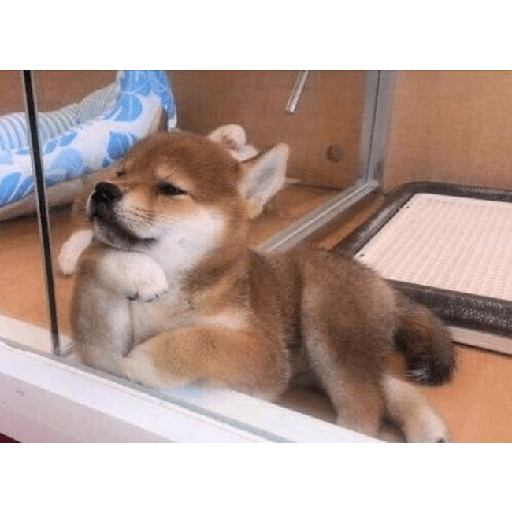 shiba inu shiba inu