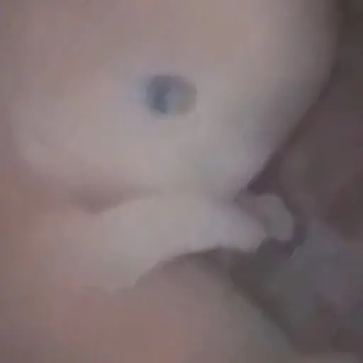 Momos 3