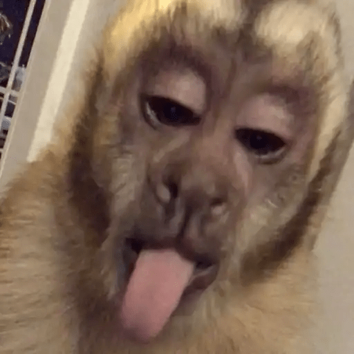 Monitos Mood 🐵🐒🌴