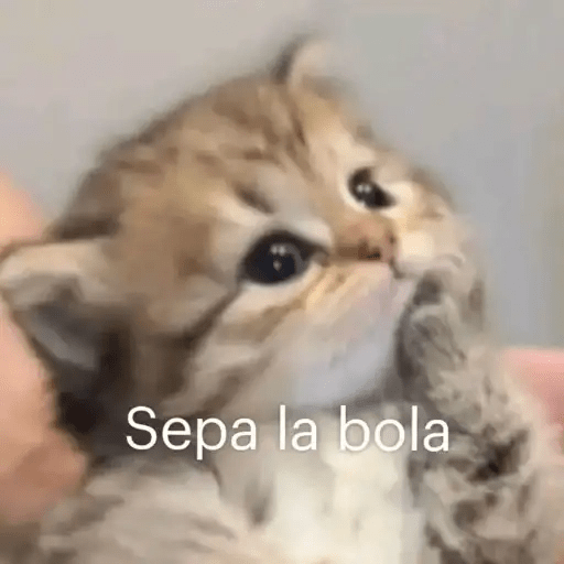 Gatos😺  2
