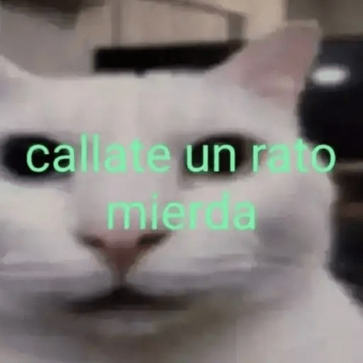 Gatos😺  3