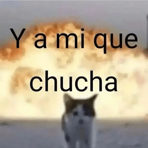 Gatos😺  4