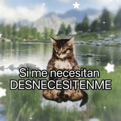 Gatos😺  5