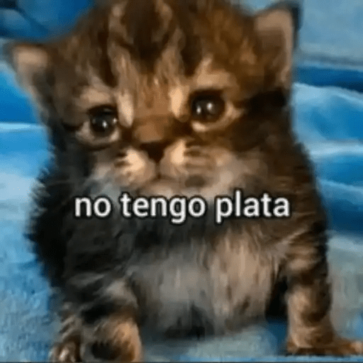 Gatos😺  6