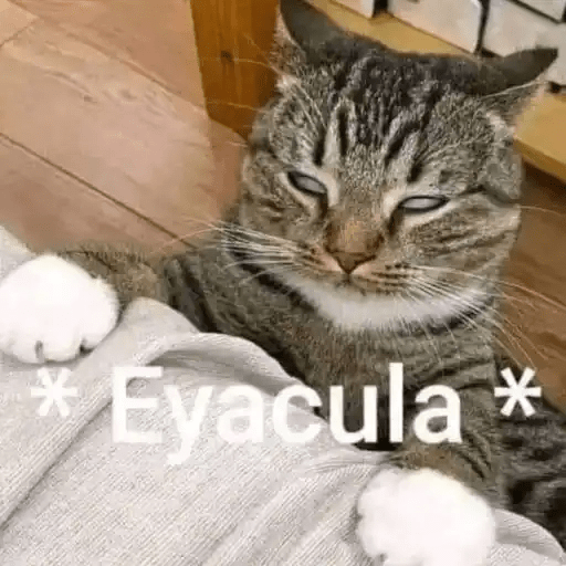 Gatos😺  9