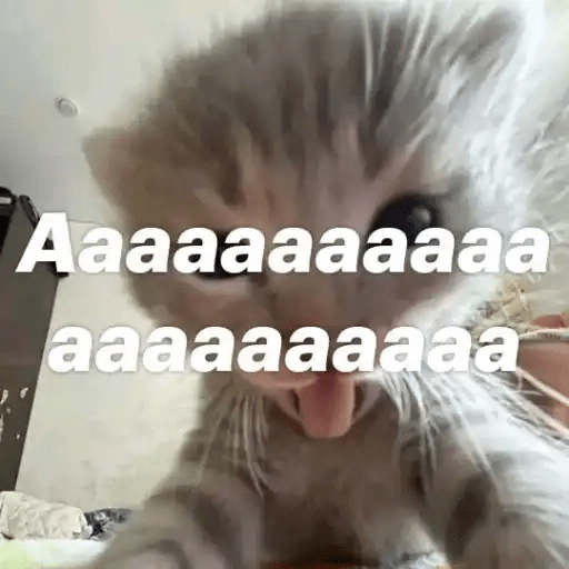 Gatos😺  10