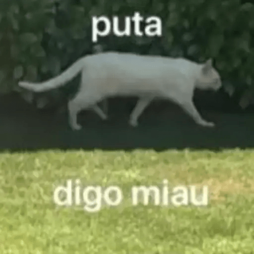 Gatos😺  11