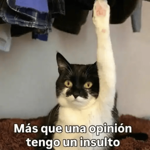 Gatos😺  12