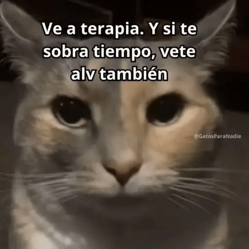 Gatos😺  13