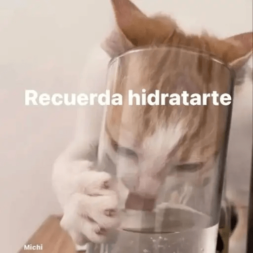 Gatos😺  14