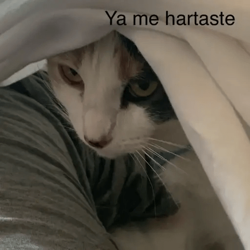 Gatos😺  16