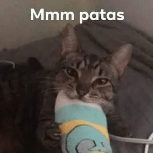 Gatos😺  17